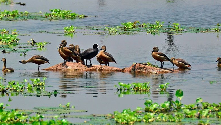 Kaggaladu-Bird-Sanctuary