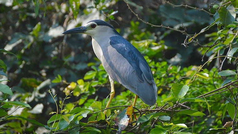 Ranganathittu-Bird-Sanctuary