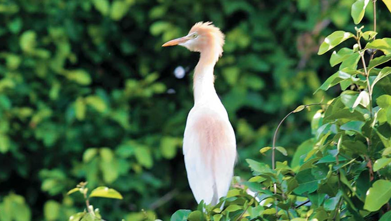 Vedanthangal-Bird-Sanctuary