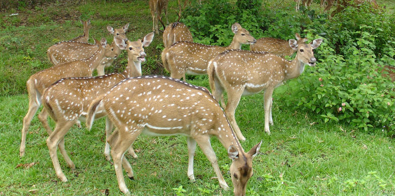 Aralam-Wildlife-Sanctuary