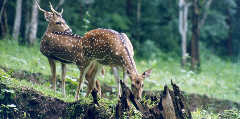 Top 15 Wildlife Sanctuaries and National Parks in Kerala: Tour My India