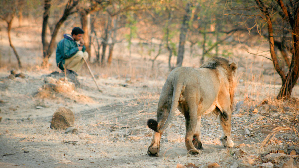 Make a Visit to Gir National Park as it Opens for Tourists! 