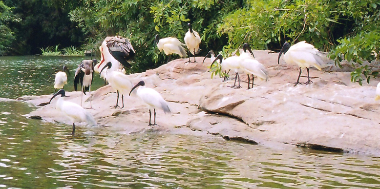 Mangalavanam-Bird-Sanctuary