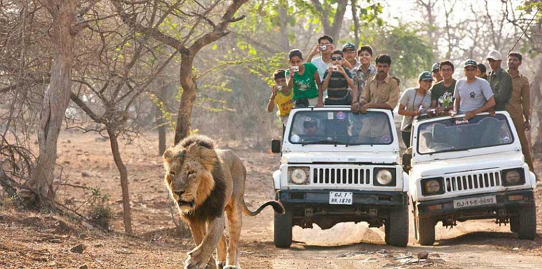 gir-jeep-safari
