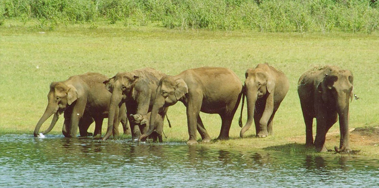 Top 15 Wildlife Sanctuaries and National Parks in Kerala: Tour My India