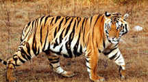 Kanha Wildlife Tour from Nagpur