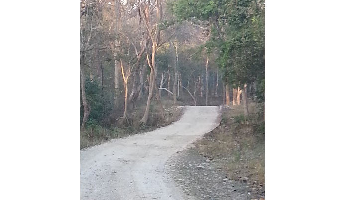 A metalled road at Bijrani Zone in Corbett