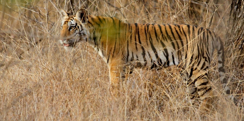 Pench Tiger Reserve Madhyapradesh