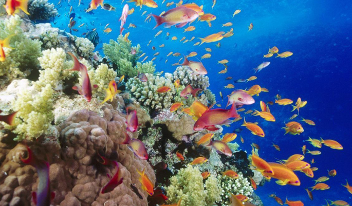 The chromatic world of aqua fauna 
