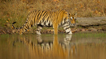Wildlife Photography Tour to Central India