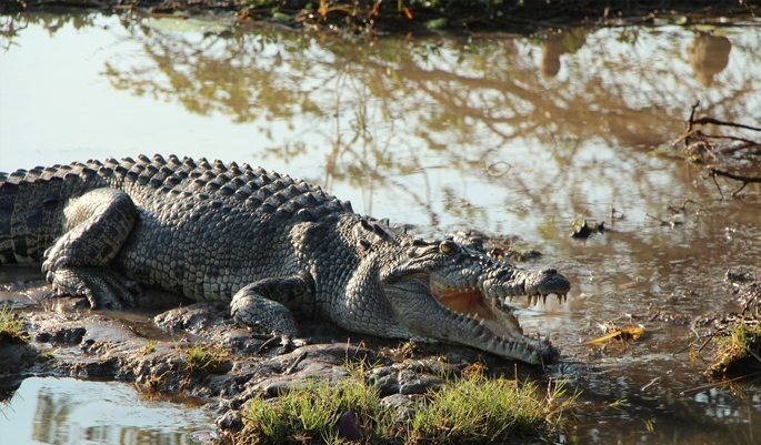crocodile-goa