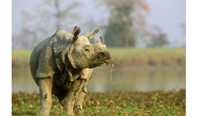 one-horned-rhino