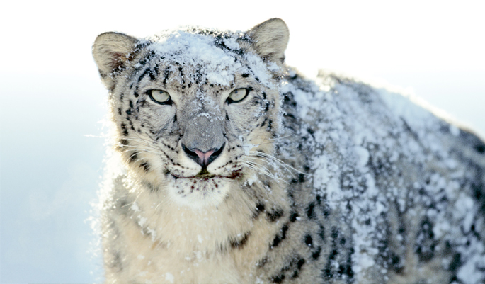snow_leopard_Himalaya