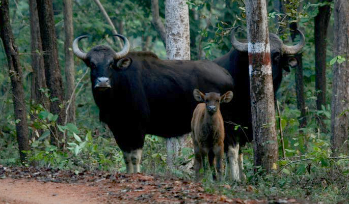 Barnawapara-Wildlife-Sanctury