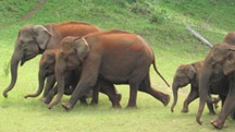 South Indian Heritage and Wildlife Tour