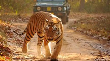Tiger Photography Tour