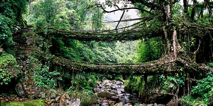 living-root-bridge