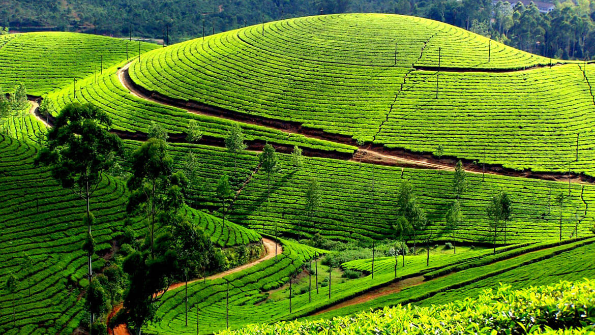 Top 10 Reasons to Visit Kerala in Monsoon Season 