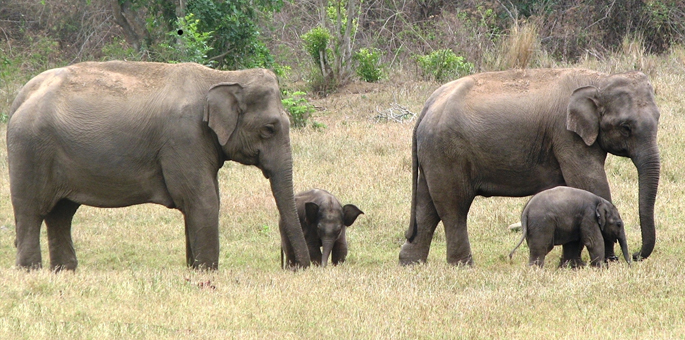 Bannerghatta-National-Park