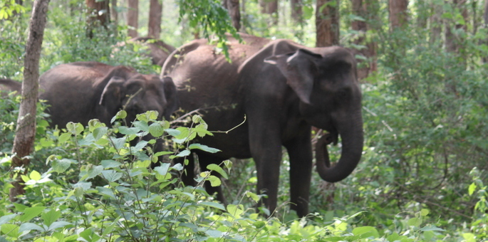 Dandeli-Wildlife-Sanctuary