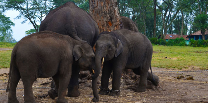 Dubare Elephant Camp