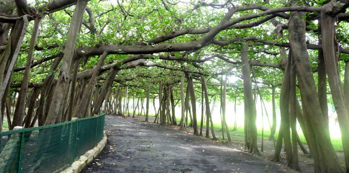 Great-Banyan-tree-Kolkata