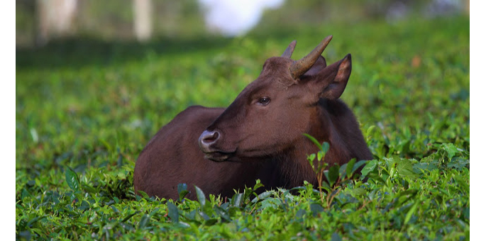 Mookambika-Wildlife-Sanctuary