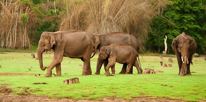 Nagarhole National Park