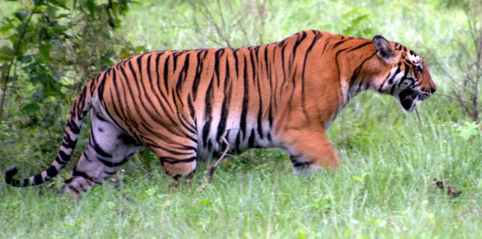 bandipur-tiger-reserve