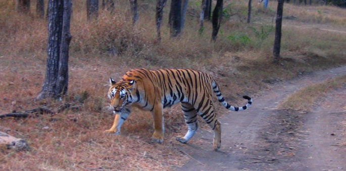 buxa-tiger-reserve