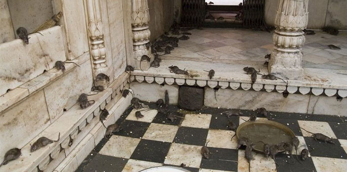 karni-mata-temple