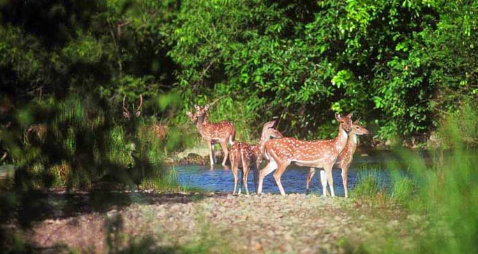 Barda-Hills-Wildlife-Sanctu