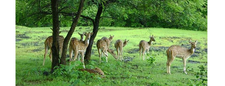 Barnawapara-Wildlife-Sanctury