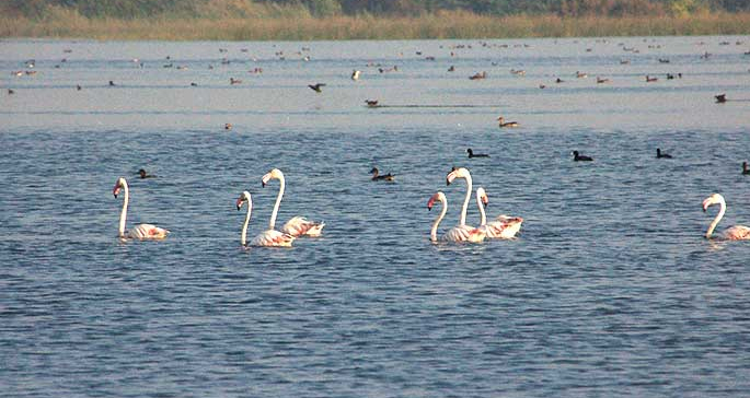 Khijadiya-Bird-Sanctuary