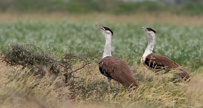 Kutch-Great-Indian-Bustard-