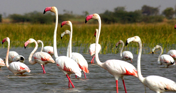 Nalsarovar-Bird-Sanctuary