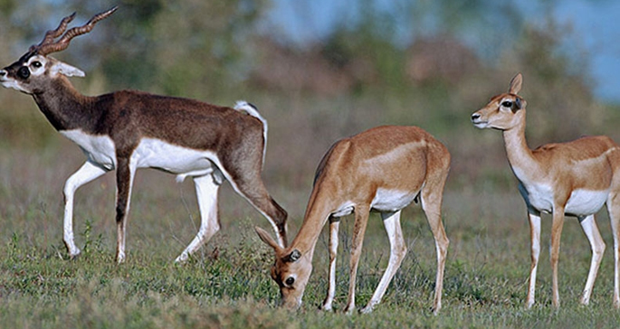 Narayan-Sarovar-Wildlife-Sa