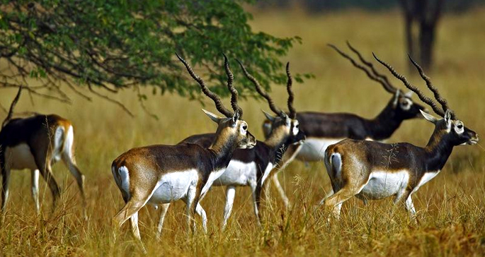 Veravadar-Blackbuck-Nationa