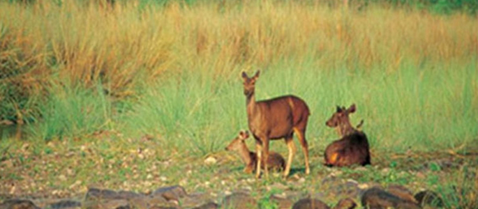 nanda-devi-national-park