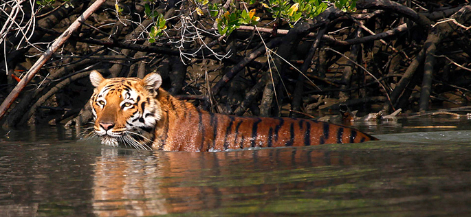 Popular National Parks and Wildlife Sanctuaries in West Bengal