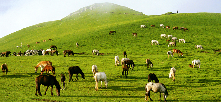 Auli-Bugyal