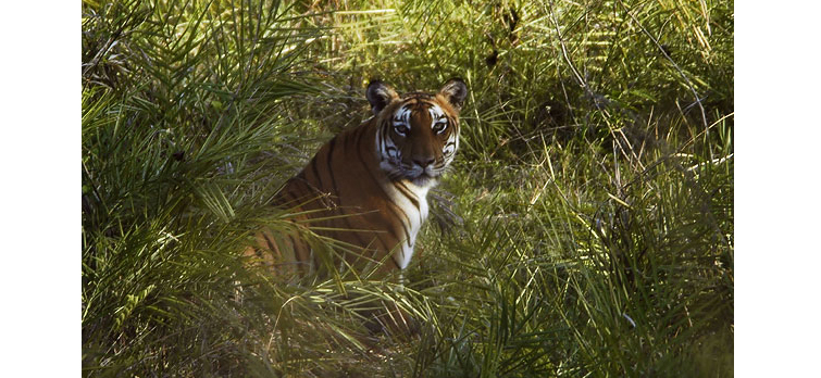 Bandipur National Park Karnataka