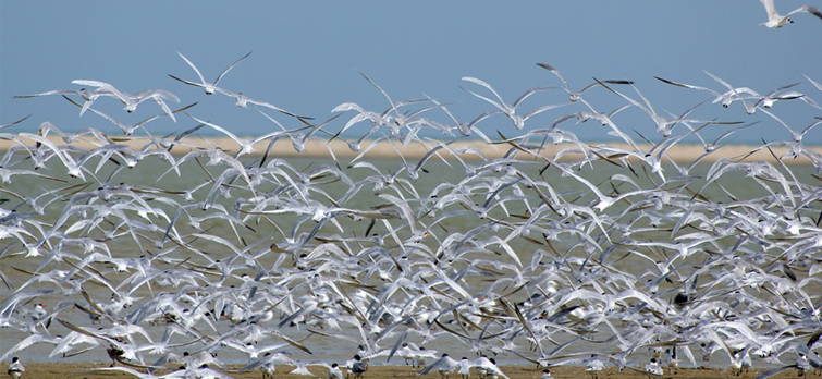 Chilika Odisha