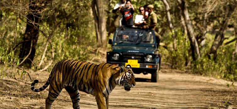 Go for the Best of Wildlife Experience