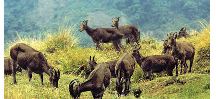 Eravikulam National Park Kerala