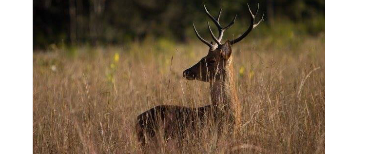 Kanha National Park