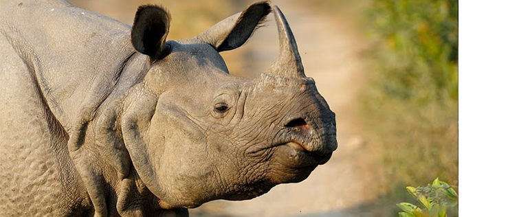 Kaziranga National Park Assam