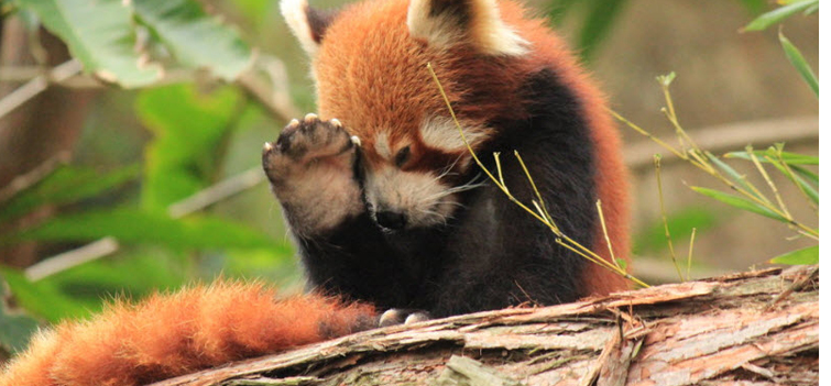 Khangchendzonga Biosphere Reserve Sikkim