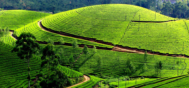 Munnar Kerala