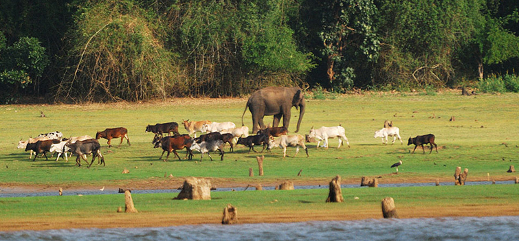 Nagarhole National Park Karnataka